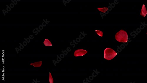 Beautiful red rose transition and reveal