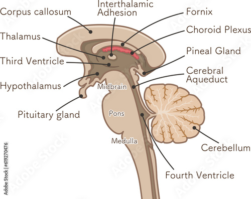 brain、cerebrum、brain stem、cerebellum、illustration
