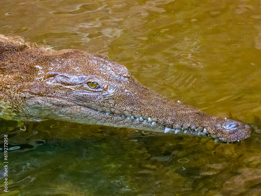 Freshwater Crocodile in Queensland, Australia Freshwater Crocodile in Queensland, Australia