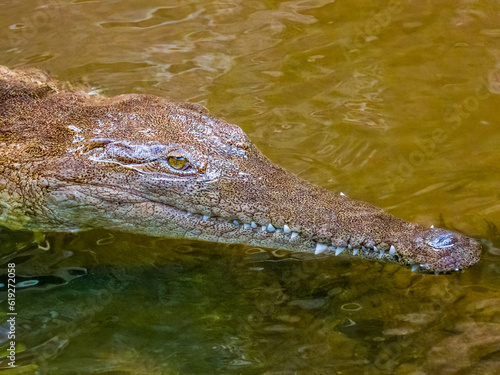 Freshwater Crocodile in Queensland, Australia photo