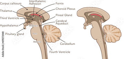 brain、cerebrum、brain stem、cerebellum、illustration