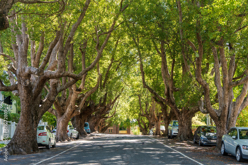 Tree-lined Abbott Street in New Farm, Brisbane. photo