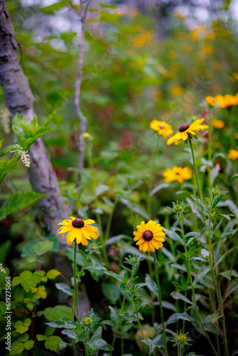 yellow flowers in the forest