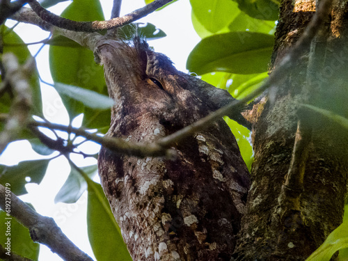 Papuan Frogmouth in Queensland Australia