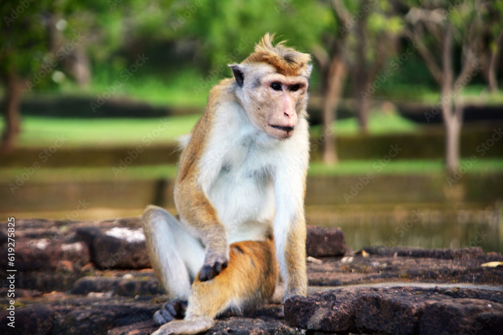 Monkey in Sri Lanka