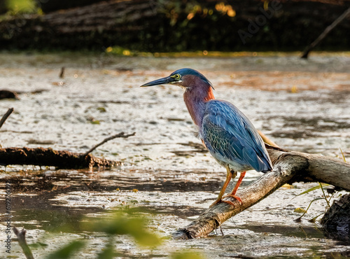 Green Heron looking for food patiently along a stream in the evening