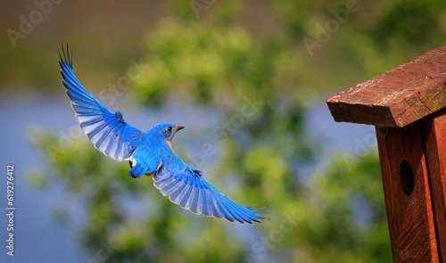 Bluebird in flight from home