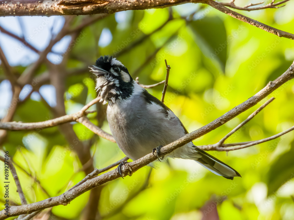 Obraz premium White-eared Monarch in Queensland Australia