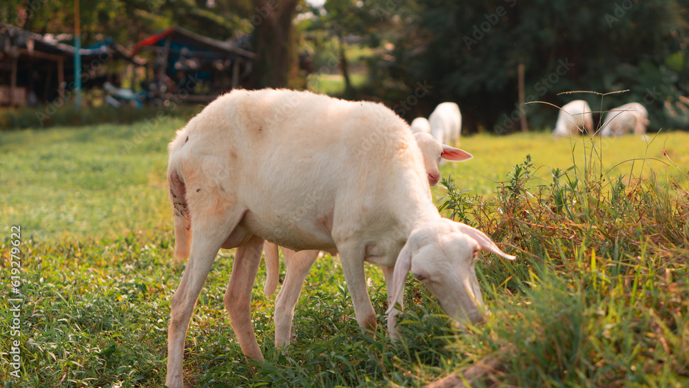 Naklejka premium sheep