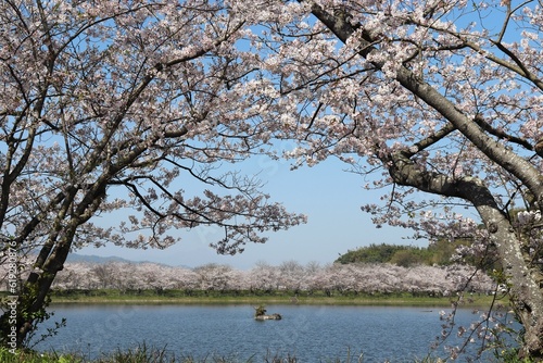 宇土市　春の立岡自然公園