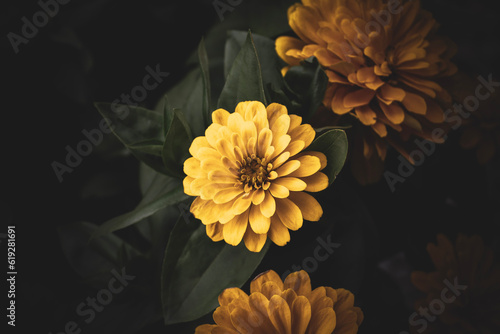 yellow chrysanthemum flower