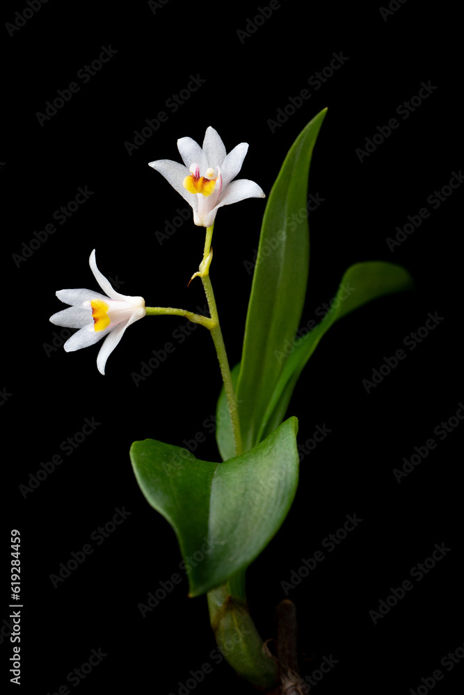 Fototapeta premium オサラン Eria reptans