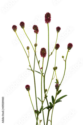 ワレモコウ　Sanguisorba officinalis