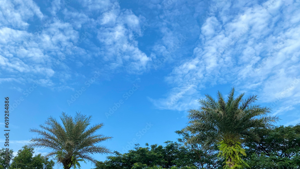 Palm trees against blue sky and clouds, Palm trees at tropical coast, summer tree. background with copy space. Palm trees against blue sky and clouds, Palm trees at tropical coast, summer tree. background with copy space.
