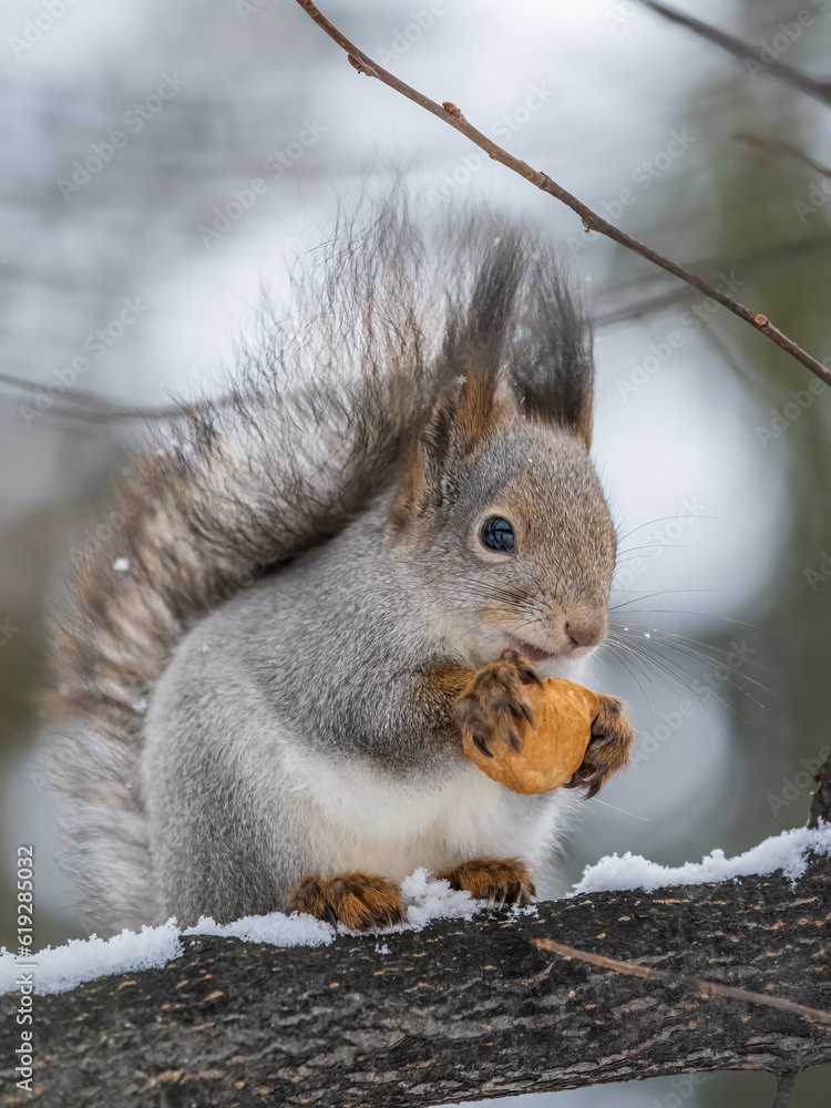 Fototapeta premium The squirrel with nut sits on tree in the winter or late autumn