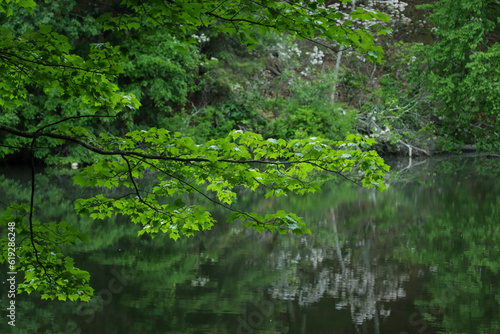 green leaves over a pond