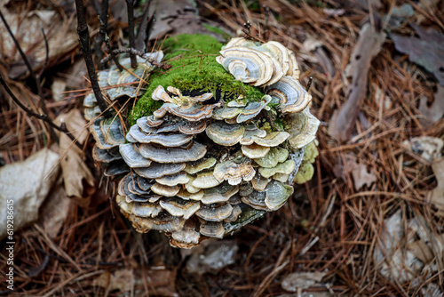 mushrooms on a tree