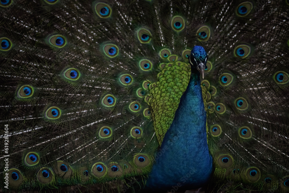 Obraz premium peacock with feathers