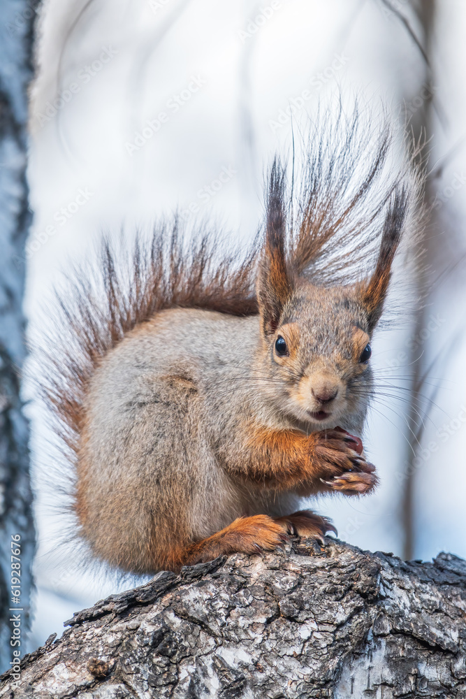 The squirrel with nut sits on a branches in the spring or summer. The squirrel with nut sits on a branches in the spring or summer.