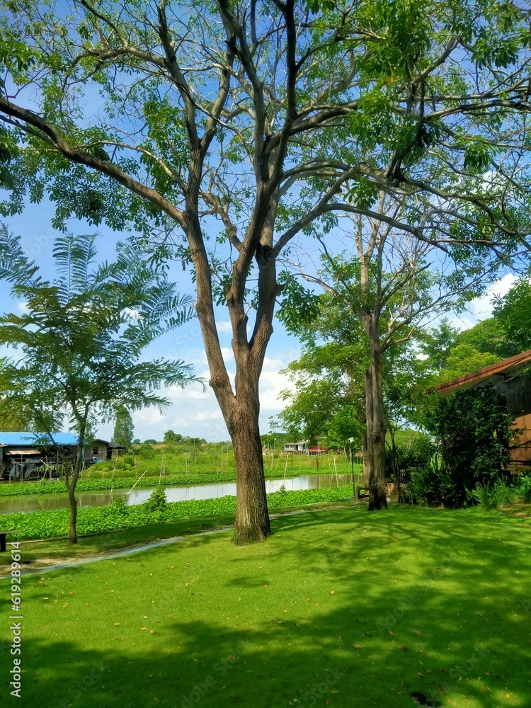 Obraz premium tree in the park