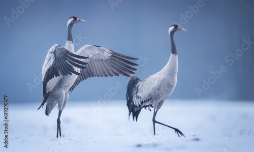 Crane bird in winter scenery ( Grus grus )