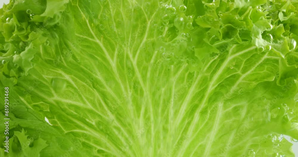 Lettuce leaves under water in air bubbles. Lettuce leaves under water in air bubbles.