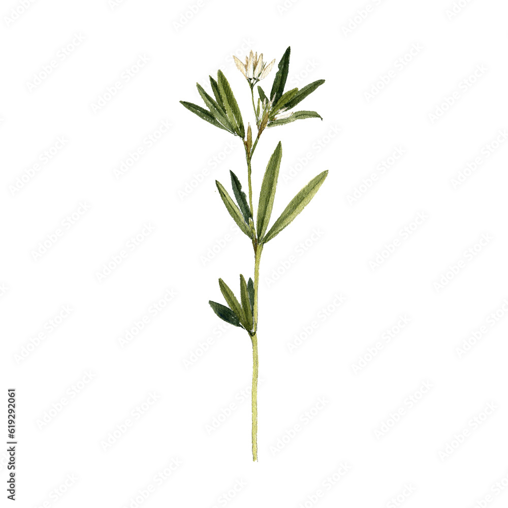 watercolor drawing plant of white clover with leaves and flowers isolated at white background, natural element, hand drawn botanical illustration watercolor drawing plant of white clover with leaves and flowers isolated at white background, natural element, hand drawn botanical illustration