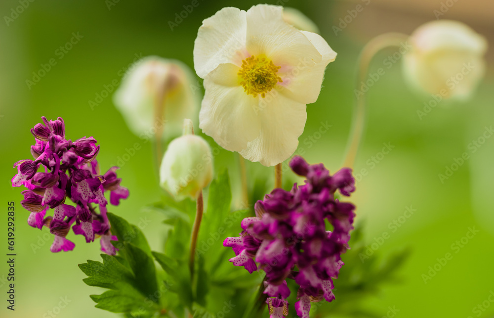 Bouquet of flowers from anemone and anacamptis laxiflora orchids on a green background Bouquet of flowers from anemone and anacamptis laxiflora orchids on a green background
