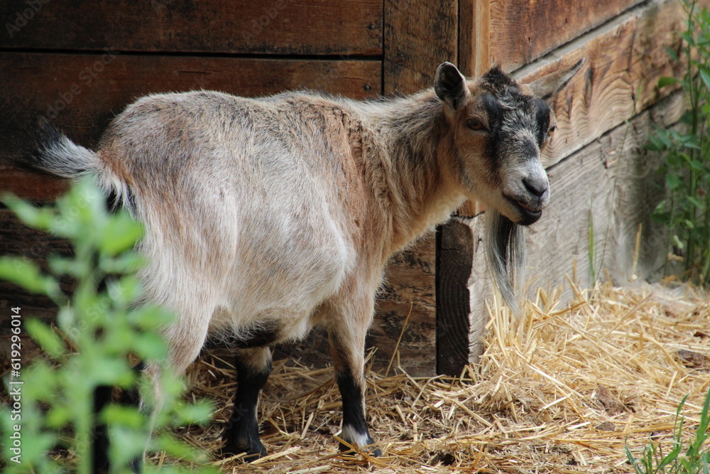 goat on farm, Fort Edmonton Park, Edmonton, Alberta goat on farm, Fort Edmonton Park, Edmonton, Alberta