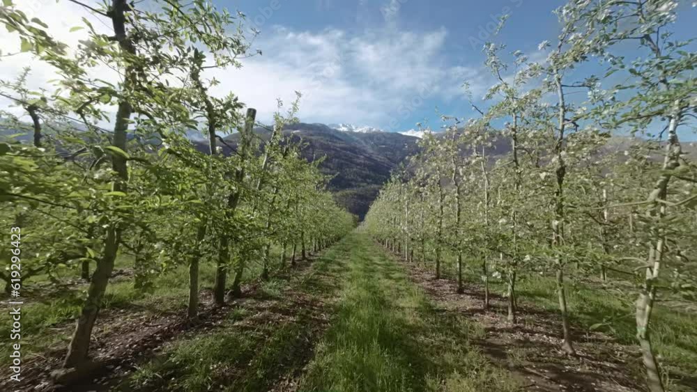 Drone fpv flight between rows of apple trees in spring. Apple trees with white flowers, Drone fpv flight between rows of apple trees in spring. Apple trees with white flowers,