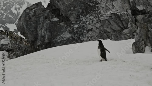 Following a penguin who is walking up a hill to reach his colony during freezing winter