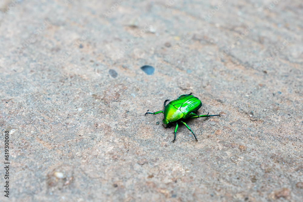 Green Scarab Beetle with a rock background Green Scarab Beetle with a rock background