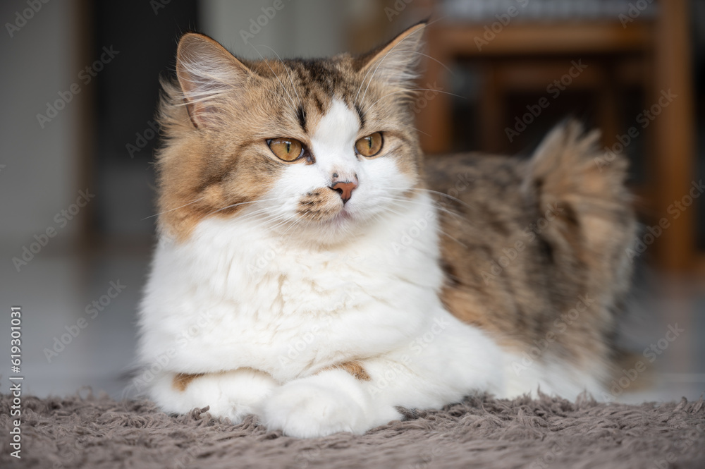 Portrait of young crossbreed Persian cat. A mixed breed cat is a cross between cats of two different breeds or a purebred cat and a domestic cat.