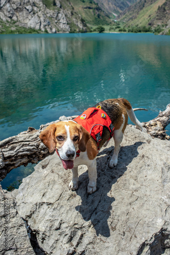 Happy beagle in a red hiking harness staying on large rock. Hiking with a dog. Photo of a smiling pet in the mountains on a sunny day. Sports tourism with a dog. Vertical photo, top view