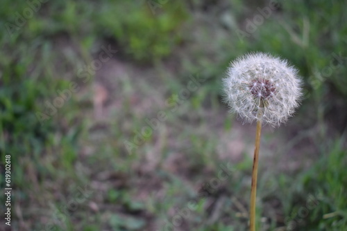 Seeding Dandelion on Right in Grassy Oklahoma Meadow in the Summer 