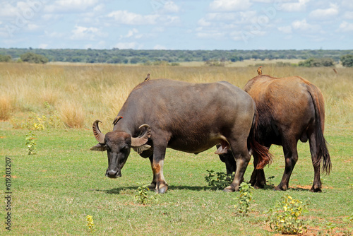 Asian water buffaloes  Bubalus bubalis  grazing on open plains.