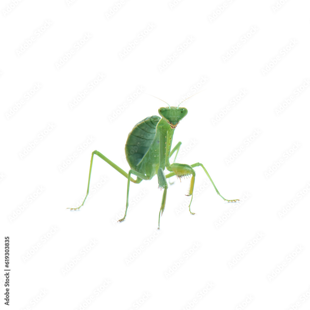 Green praying mantis nymph stands and looks at the camera. Macro shot of insect in the studio. Mantis isolated on white. Close up high key photo Green praying mantis nymph stands and looks at the camera. Macro shot of insect in the studio. Mantis isolated on white. Close up high key photo