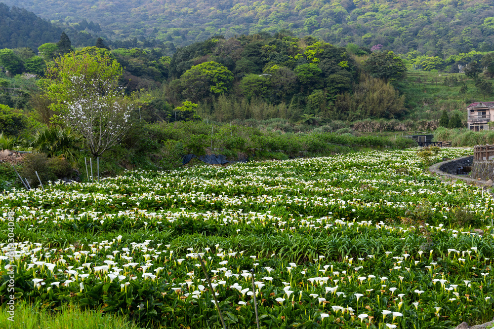 Calla lily field in Yangmingshan of Taiwan Stock Photo | Adobe Stock