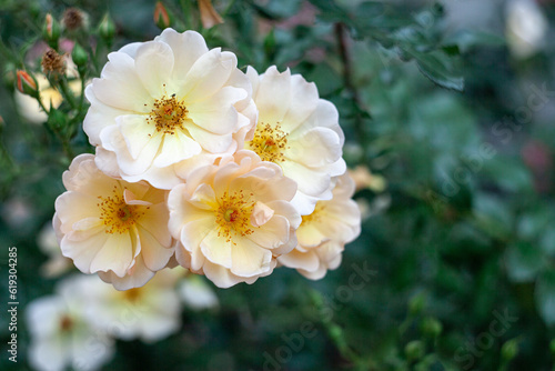 Fotografie Beautiful fresh musk rose. Rosa moschata flowers in early summer