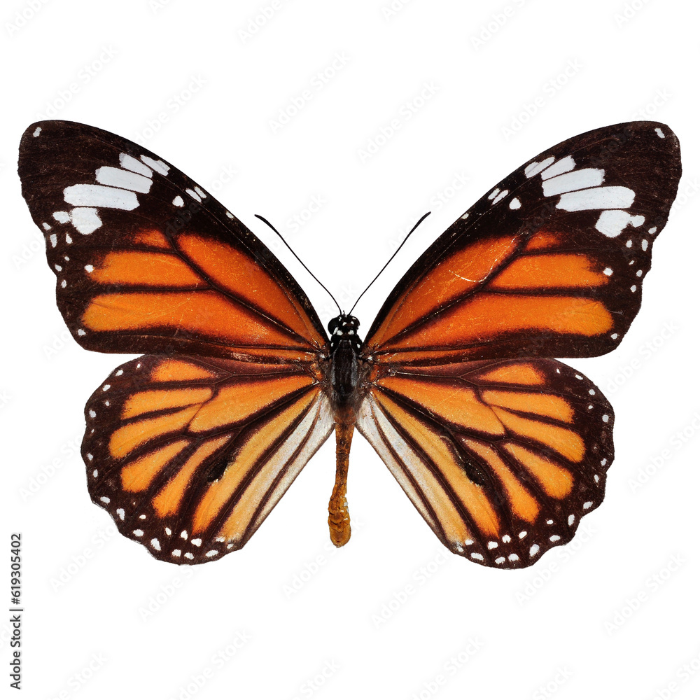 Beautiful butterfly on transparent background. PNG file Beautiful butterfly on transparent background. PNG file