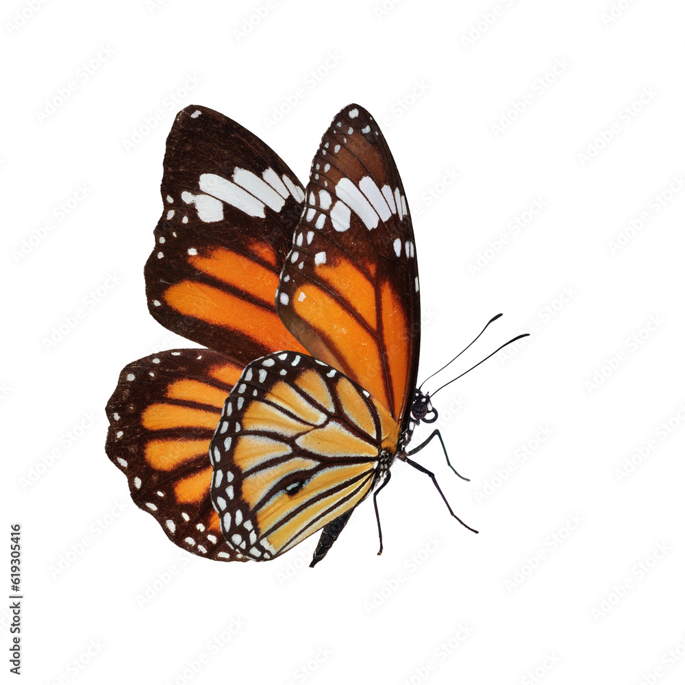 Beautiful butterfly on transparent background. PNG file - obrazy, fototapety, plakaty 