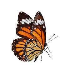 Beautiful butterfly on transparent background. PNG file