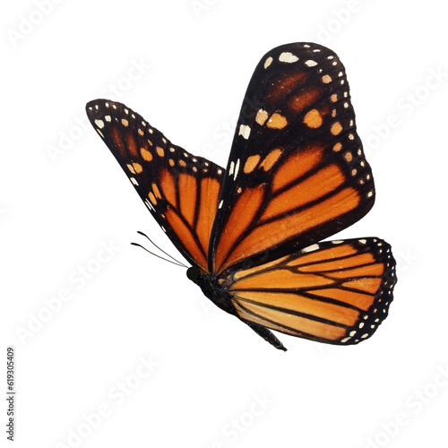 Beautiful butterfly on transparent background. PNG file