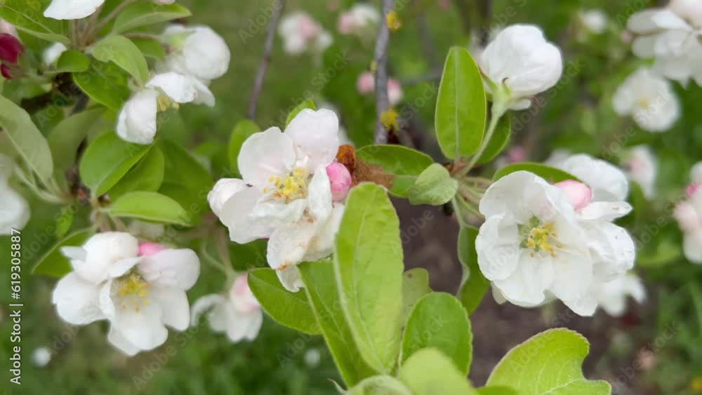 tenderness and freshness of snow white apple flowers with pink buds. tenderness and freshness of snow white apple flowers with pink buds.