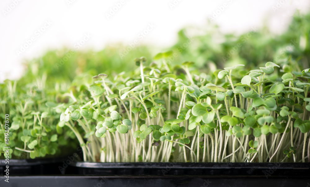 The concept of a healthy diet, growing microgreens - boxes of red amaranth, mustard, arugula, peas, cilantro on a home white windowsill