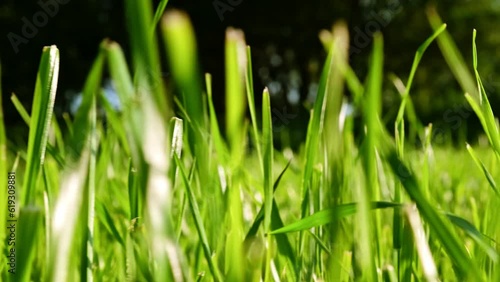 Fresh vibrant green grass lit by the sun in the wind close-up. Moving through lawn slow motion reveal. Summer background. Natural landscape. Freshness concept. Rural scenery. Countryside scene.
