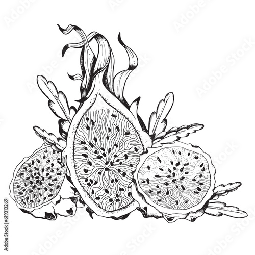 Vector Pitaya halves, slices and cactus leaves sketch illustration for coloring book. Dragon fruit black and white drawing. Pitahaya line clipart for summer tropical designs