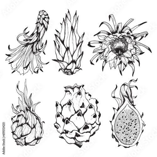 Vector dragon fruit drawing set of black and white illustrations. Hand drawn tropical food clipart. Engraved summer tropical whole plant with flowers and slices. Botanical pitaya