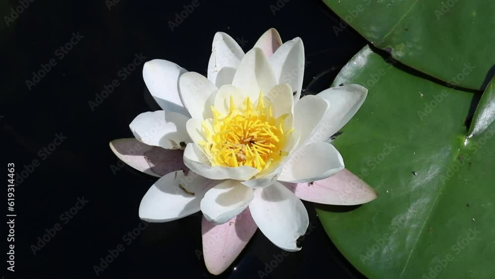 Bee visiting White Water-Lily, Nymphaea alba. June. England. UK Bee visiting White Water-Lily, Nymphaea alba. June. England. UK