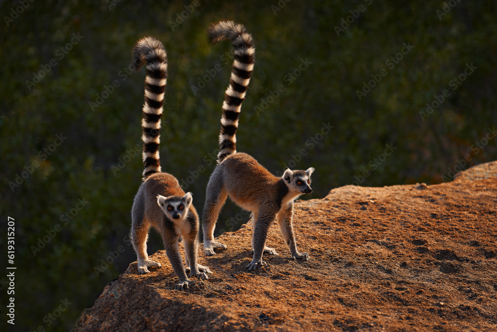 Obraz premium Madagascar wildlife. Monkey family, young cub. Madagascar wildlife, Ring-tailed Lemur, Lemur catta. Animal from Madagascar, Africa, orange eyes. Evening light sunset, Anja Nature Park. Monkey, sunset.